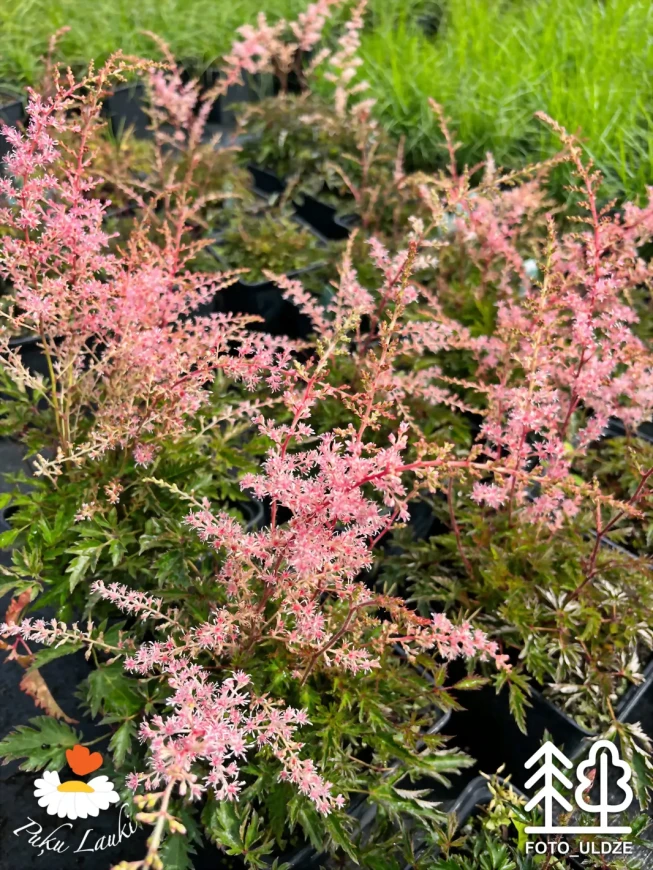 Astilbe simplicifolia   'Sprite'